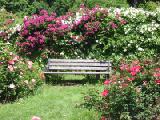 bench with roses